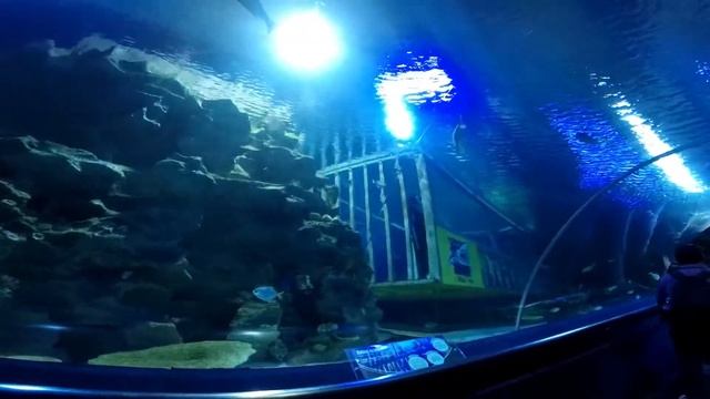 Aquaria KLCC | Kuala Lumpur travel guide смотреть онлайн