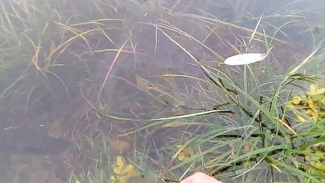 ЛУЧШИЕ АТАКИ ЩУКИ НА ЖИВЦА В РУКЕ.