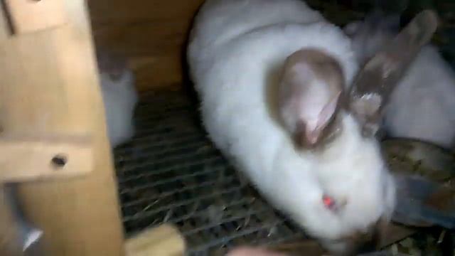 Ночной обзор , ночной дозор в 23 : 00 Пополнения на подходе ! смотреть онлайн