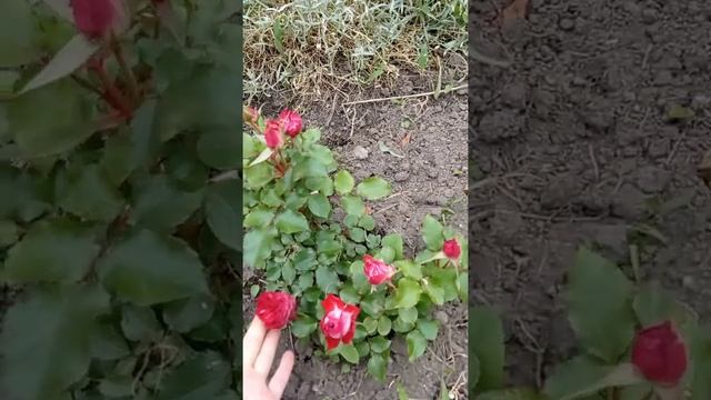 Гранатовый браслет ?#Спрей #роза #первоецветение смотреть онлайн