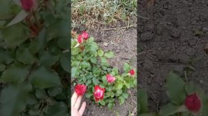 Гранатовый браслет ?#Спрей #роза #первоецветение