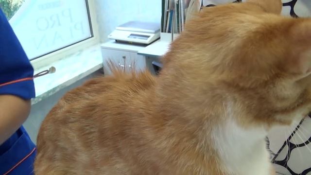 Вакцинация кошки смотреть онлайн