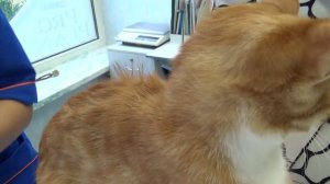 Вакцинация кошки