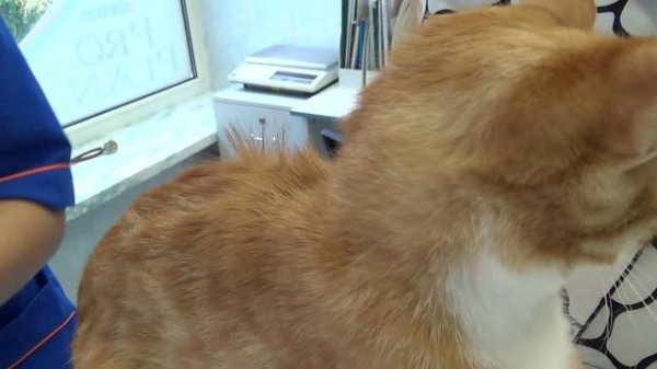 Вакцинация кошки