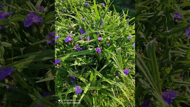 Я и компания - ромашки, незабудки, пионы и другие. смотреть онлайн