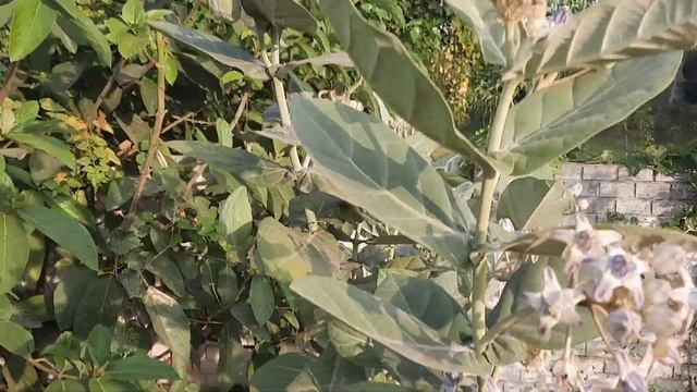 Ты что баба, белены объелась? По всем обочинам дорог Индии растет белена. смотреть онлайн