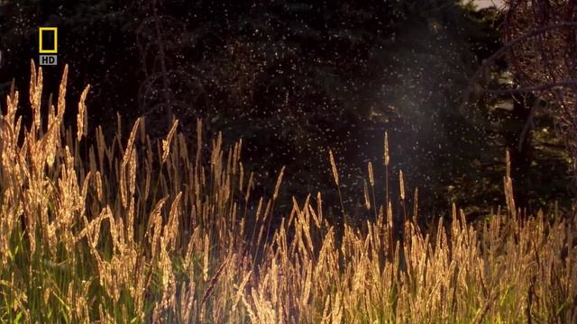 Бобровая плотина (документальный фильм, 2009) смотреть онлайн