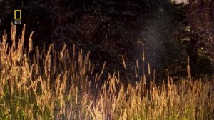 Бобровая плотина (документальный фильм, 2009)