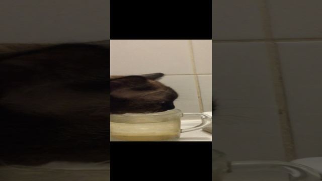 Как котик пьёт из стакана/Сиамский кот смотреть онлайн