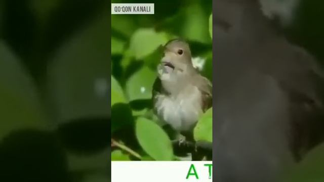 Альхамдулиллах смотреть онлайн