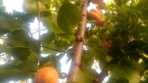 абрикос Томкот и Лескоре