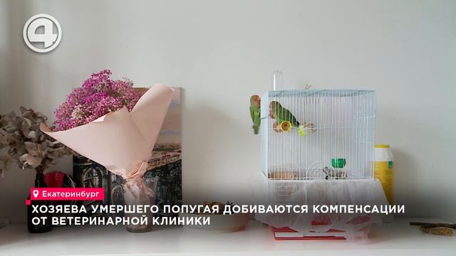 Умер от неправильной терапии. Клюв просто обработал перекисью и остановил кровь смотреть онлайн