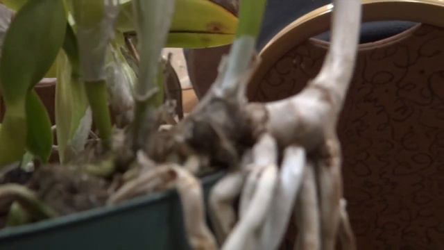 Oрхидейная лекция смотреть онлайн