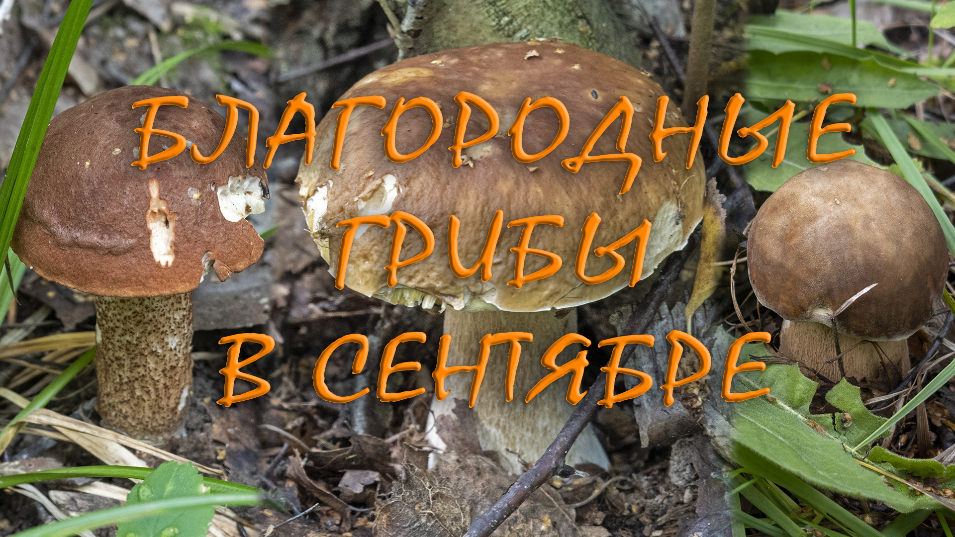 По грибы 2023! Благородные грибы в сентябре! Белые грибы и много подосиновиков! смотреть онлайн