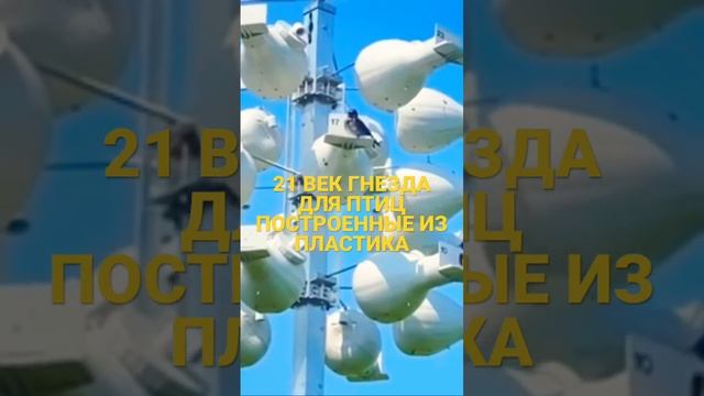 АМЕРИКАНСКИЕ ЛАСТОЧКИ. ГНЕЗДА СДЕЛАННЫЕ ЧЕЛОВЕКОМ. На что они похожи???#shorts #nature #shortvideo смотреть онлайн
