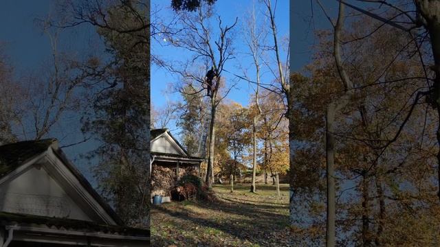 Начинающий арборист.))))