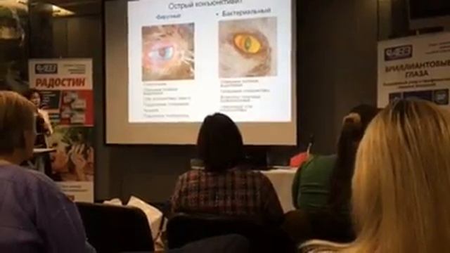 Острый конъюнктивит у кошек. Семинар для заводчиков. смотреть онлайн