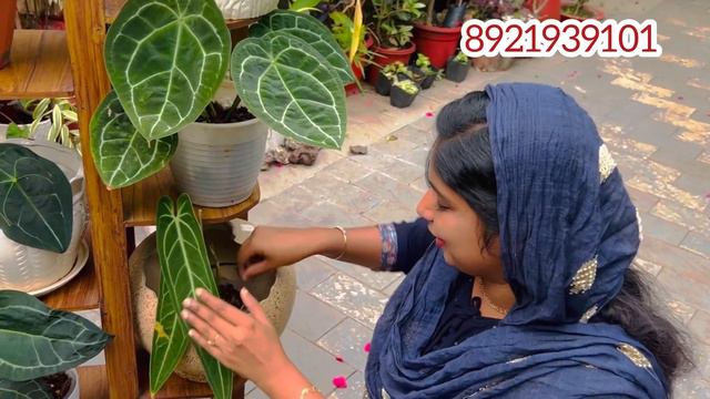 Anthurium  Forgetti And Reflexinervium Exotic Beauty