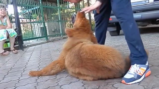 ТИБЕТСКИЙ МАСТИФ ГАЛСАН 藏獒 Tibetan Mastiff 5.5 months смотреть онлайн