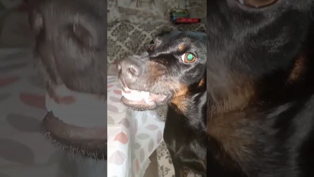 Собака бабака 🐶 #охотничьисобаки #рекомендации #собака #приколысживотными #ягдтерьер #топ смотреть онлайн