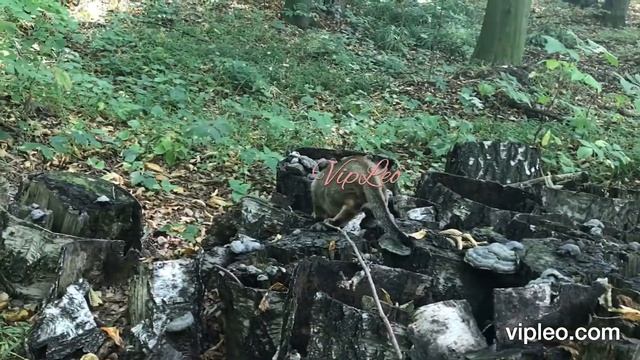 ♔VipLeo. Chausie F1, Чаузи Ф1.