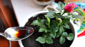 Как ухаживать и чем подкармливать домашнюю розу чтобы цвела? Рассказывает профессиональный цветовод.