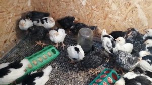 Расклёв цыплят - как быстро вылечить каннибализм цыплят