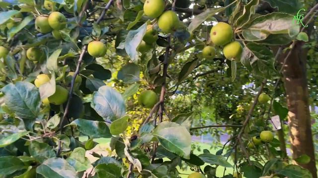 ¿Qué pasa si solo comes manzanas durante una mes? ¡Te lo contamos! смотреть онлайн