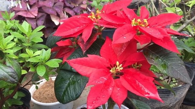 Tips for breeding Fuchsia from flower buds смотреть онлайн