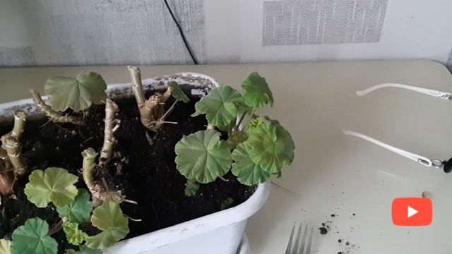 Бегония  Шардоне и Боливийская Ампельная. Сохраняю Цветы.