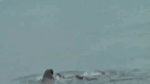 ALBARQUEL SPITZBERG Morses Walrus 2010.avi