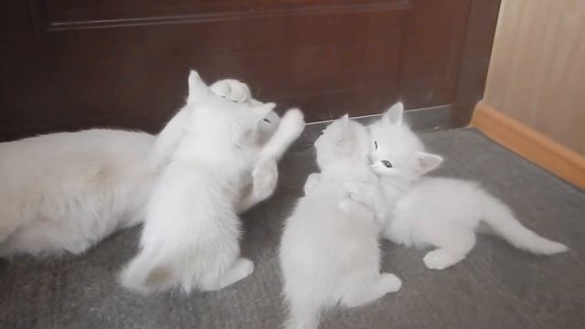 Как мы научили котят есть взрослую еду смотреть онлайн