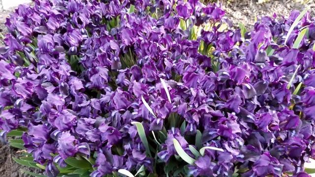 ЦВЕТЫ БОРДЮРНЫЕ НИЗКОРОСЛЫЕ РАННИЕ СИРЕНЕВЫЕ ИРИСЫ 2021 ГОД #100 смотреть онлайн