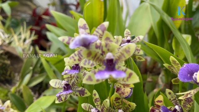 National Orchid Garden Singapore | 4K UHD | Orchid Mist House | Orchid Cool House | VIP Garden
