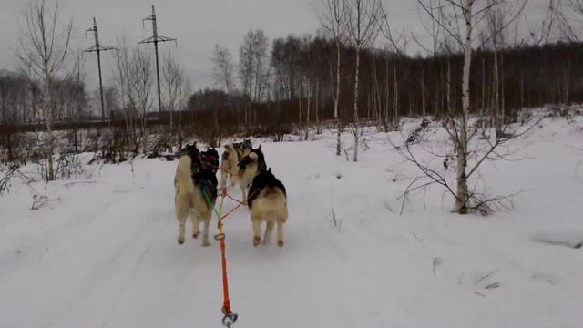 Езда на собаках Хаски смотреть онлайн