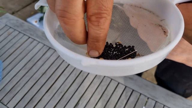 Free Giant Ornamental Onions 'Allium Giganteum' From Seed