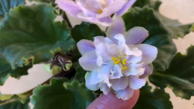 ФИАЛКИ красиво цветут в июле 2020. Обзор сортов. Великолепные новые сорта моей коллекции! смотреть онлайн