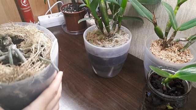 ПЕНЕК от орхидеи Мереор спустя меньше месяца🙈 дал деточку 👶🏻 но радоваться пока рано🤞🤞🤞 смотреть онлайн