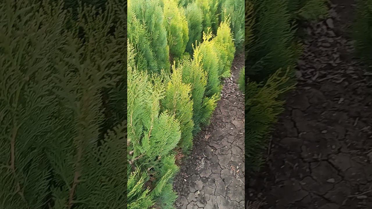 туя Брабант @rose_bushes161 смотреть онлайн