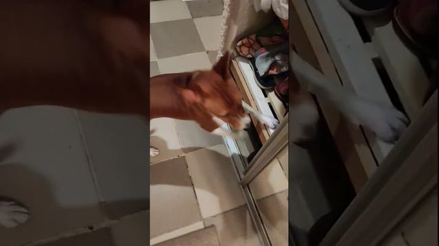 Нахал в мире животных #юмор #басенджи #собаки #кошка #basenji #нахал #какого #наглость #внезапно смотреть онлайн