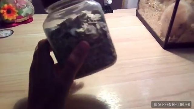 Вещи морошки. смотреть онлайн