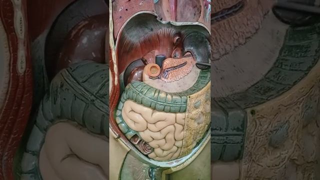 Intestine model part 1 (git module) смотреть онлайн