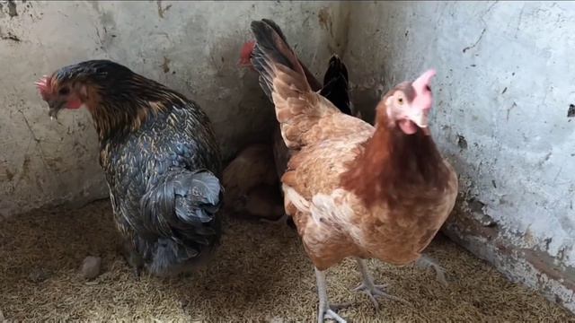 Relation Between Feeding, Lighting and Egg Laying | Control Egg Timing and Start Easy ChickenFarmin смотреть онлайн