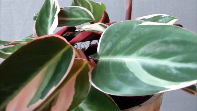Строманта домашняя. Как купить декоративно - лиственное растение Строманта смотреть онлайн