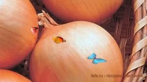 Лук репчатый Денвер ? репчатый лук Денвер обзор: как сажать, семена лука Денвер