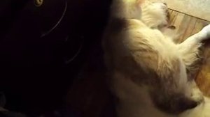 Кот трахает собаку