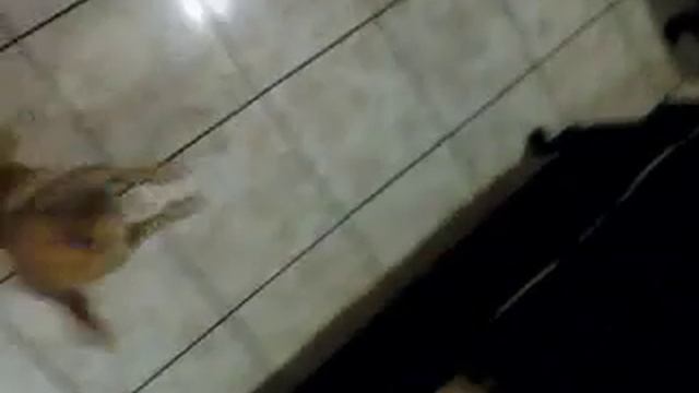 chihuahua spin right round o.0 смотреть онлайн