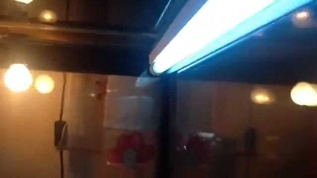 Какой должен быть террариум у бородатой агамы смотреть онлайн