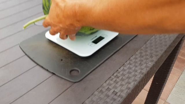 Срезаем и пробуем первый арбуз!!!? 02.08.2021 смотреть онлайн
