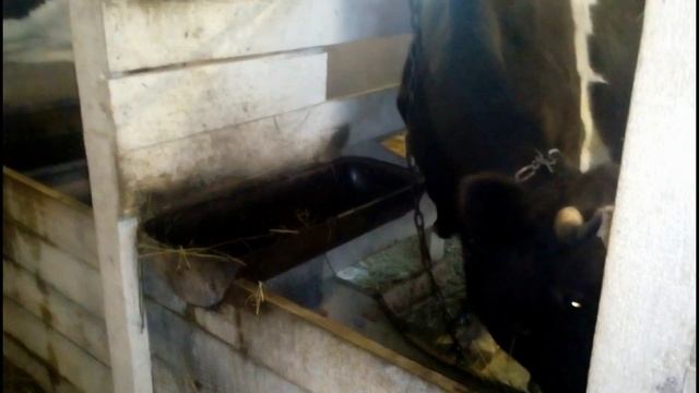 Видеонаблюдение в коровнике//моя практика запуска коров в сухостой// смотреть онлайн